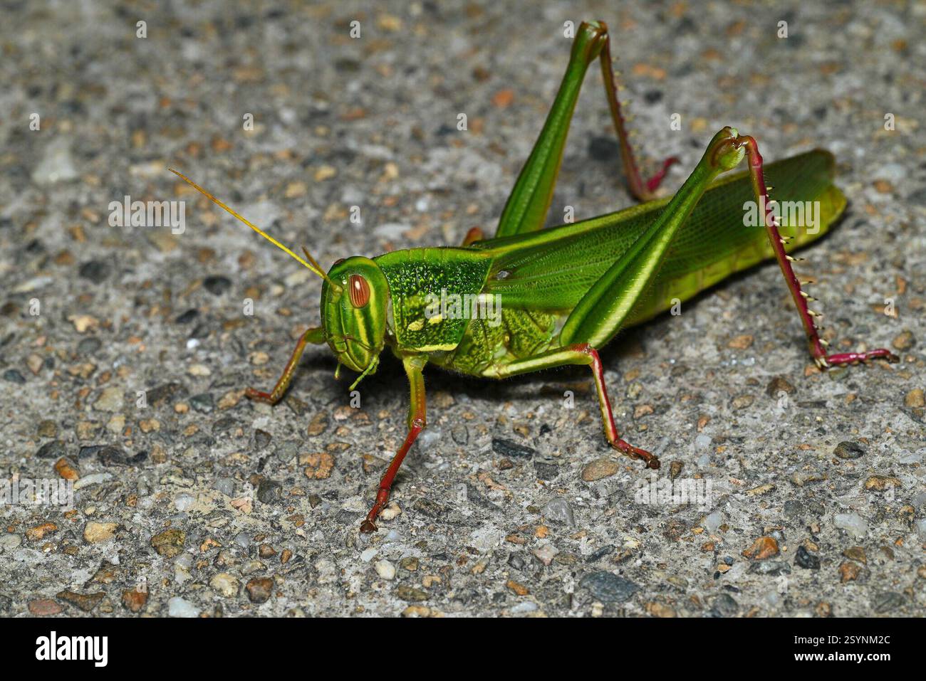 Grande sauterelle verte (Chondracris rosea), Insecta, 中国江西省上饶市婺源县 Banque D'Images