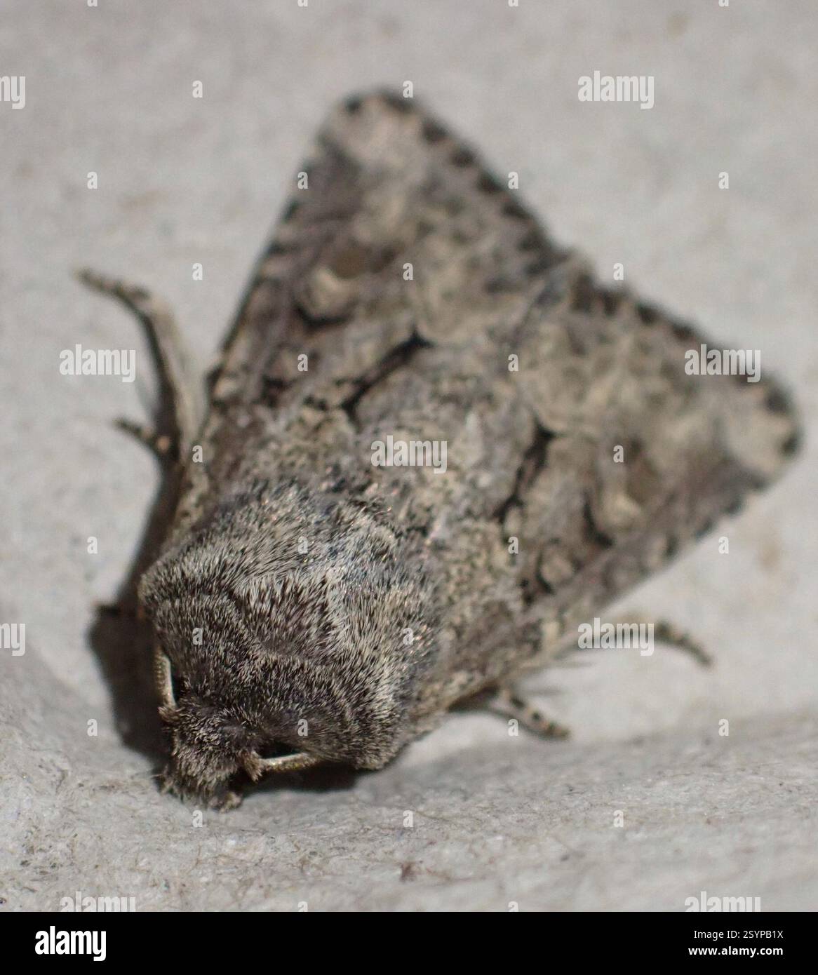 Rustique à flond (Luperina testacea), Insecta, Graafland, Groot-Ammers, Hollande méridionale, NL Banque D'Images