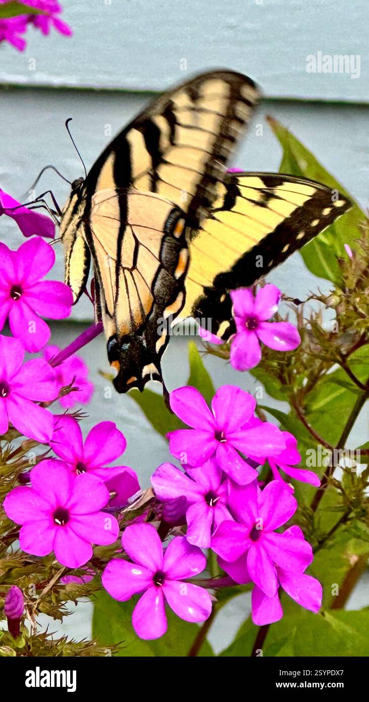 Queue de tigre de l'est (Papilio glaucus), Insecta, E Federal St, Snow Hill, MD, ÉTATS-UNIS Banque D'Images