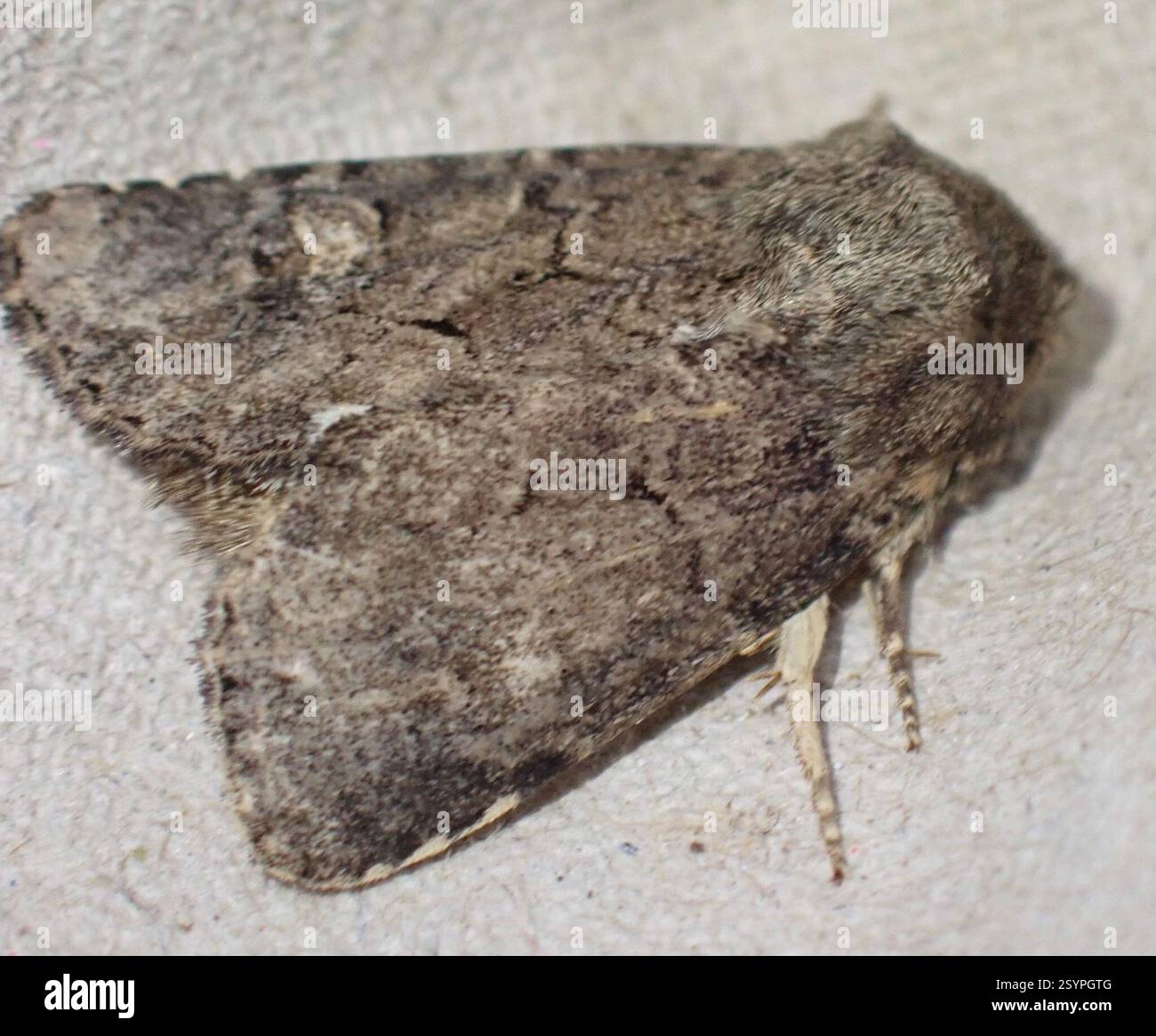 Rustique à flond (Luperina testacea), Insecta, Graafland, Groot-Ammers, Hollande méridionale, NL Banque D'Images