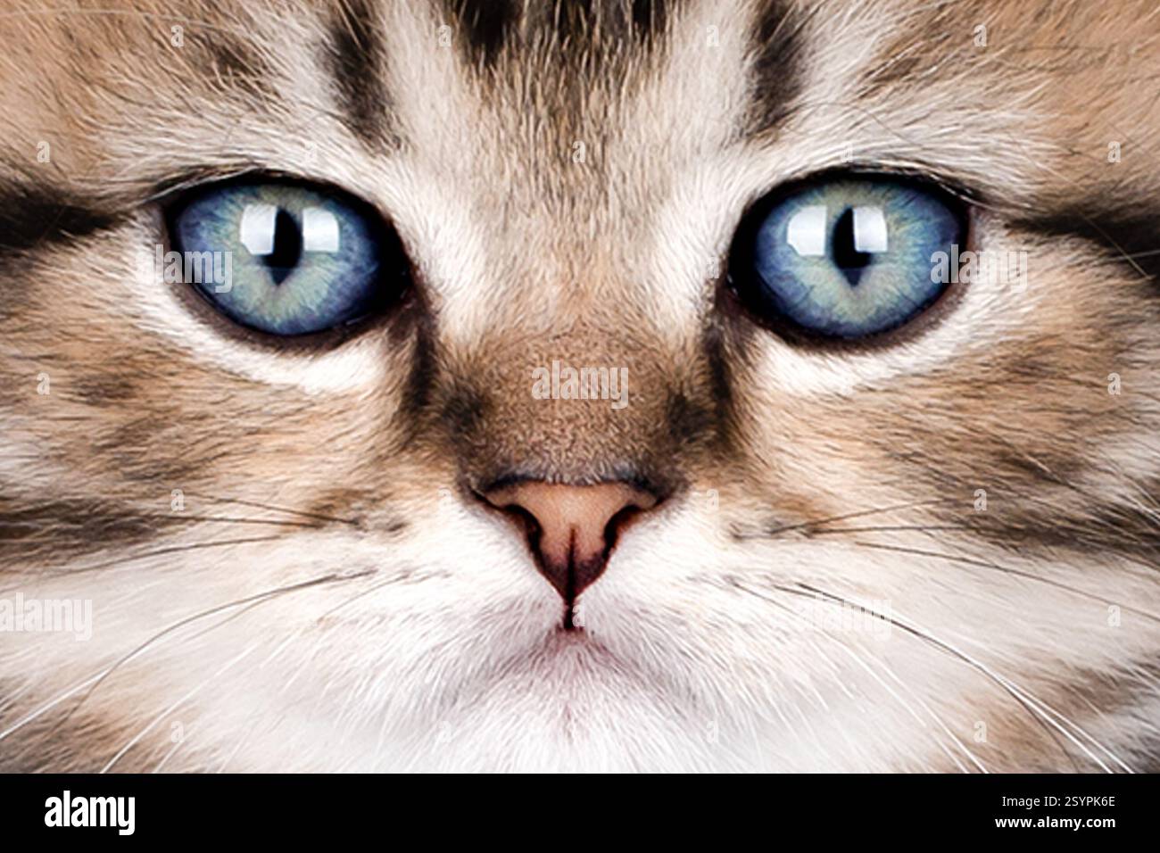 Portrait en gros plan d'un chat aux yeux bleus. Banque D'Images