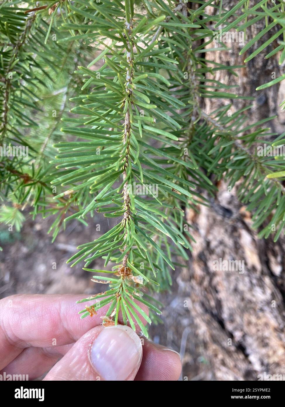 Sapin de Douglas (Pseudotsuga menziesii), Plantae, comté de Kane, UT, États-Unis Banque D'Images Sapin de Douglas (Pseudotsuga menziesii), Plantae, comté de Kane, UT, États-Unis Banque D'Images