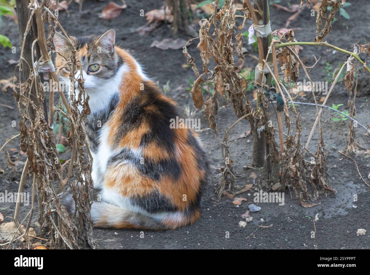 Un chat calico est assis dans le jardin, entouré de plants de tomates fanés et de vignes séchées en automne. Banque D'Images