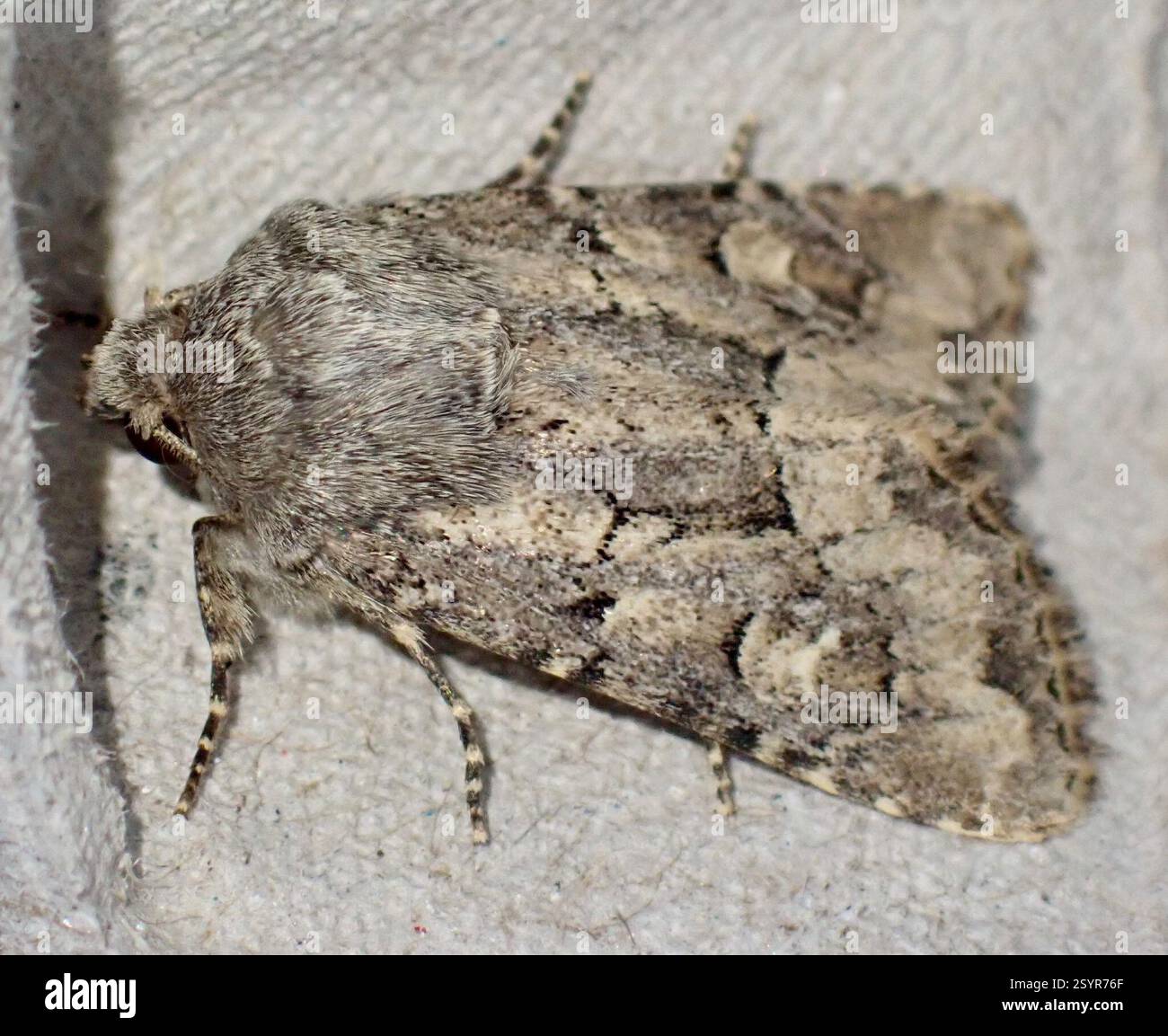 Rustique à flond (Luperina testacea), Insecta, Graafland, Groot-Ammers, Hollande méridionale, NL Banque D'Images