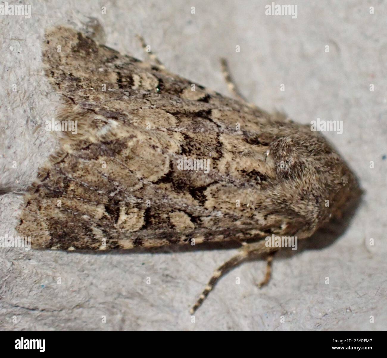 Rustique à flond (Luperina testacea), Insecta, Graafland, Groot-Ammers, Hollande méridionale, NL Banque D'Images