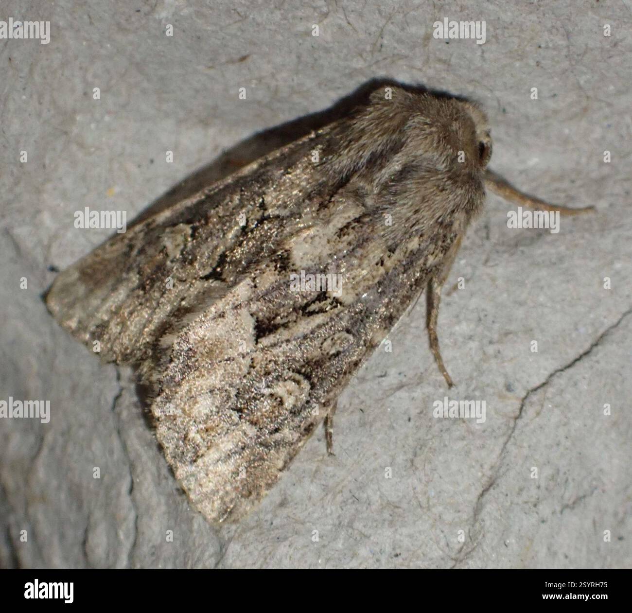 Rustique à flond (Luperina testacea), Insecta, Graafland, Groot-Ammers, Hollande méridionale, NL Banque D'Images