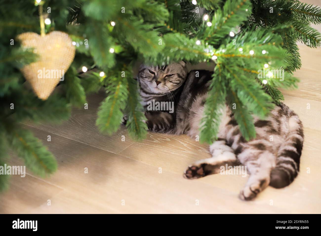 Un chat gris repose sous le sapin de Noël à la maison Banque D'Images
