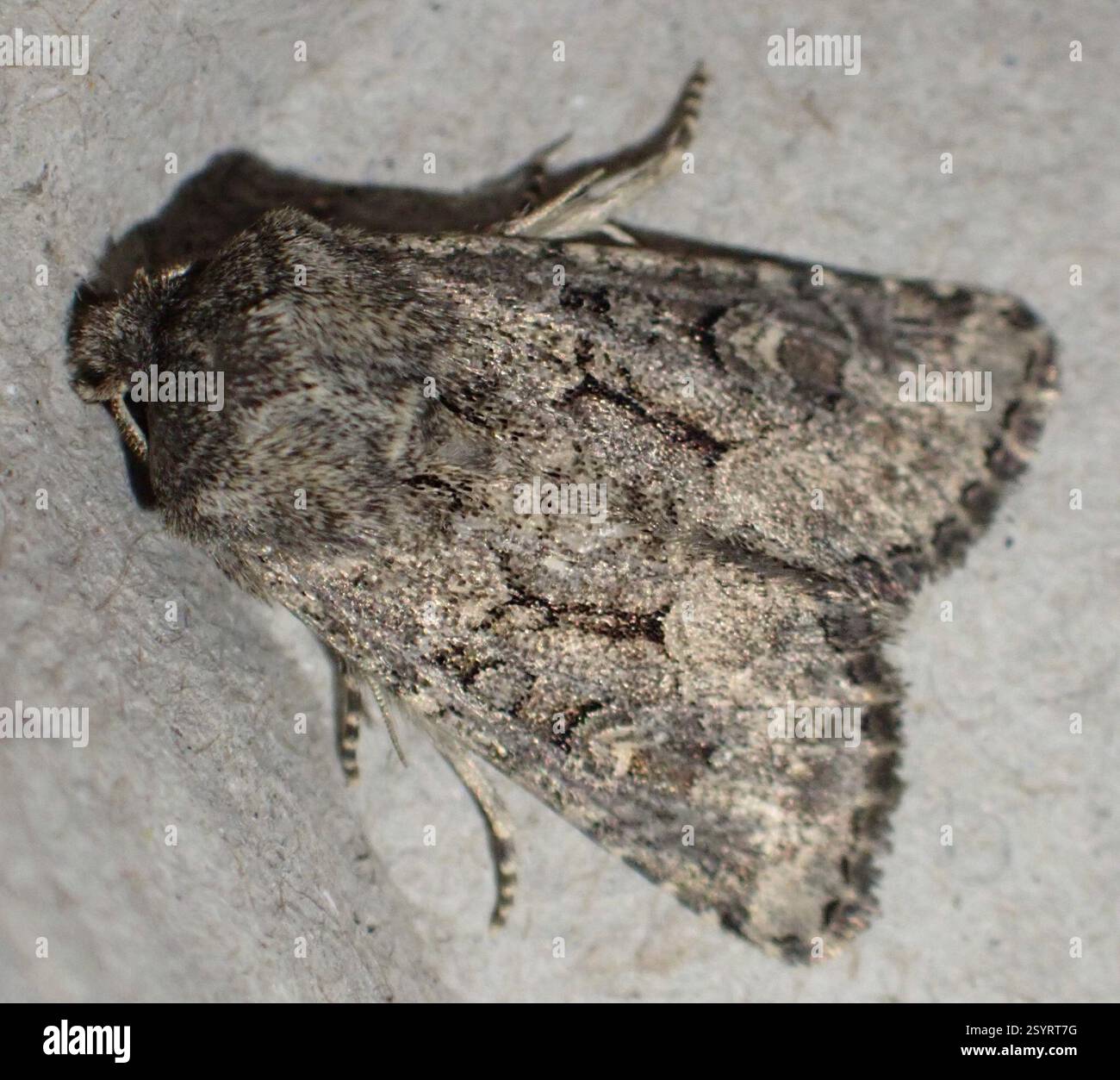 Rustique à flond (Luperina testacea), Insecta, Graafland, Groot-Ammers, Hollande méridionale, NL Banque D'Images