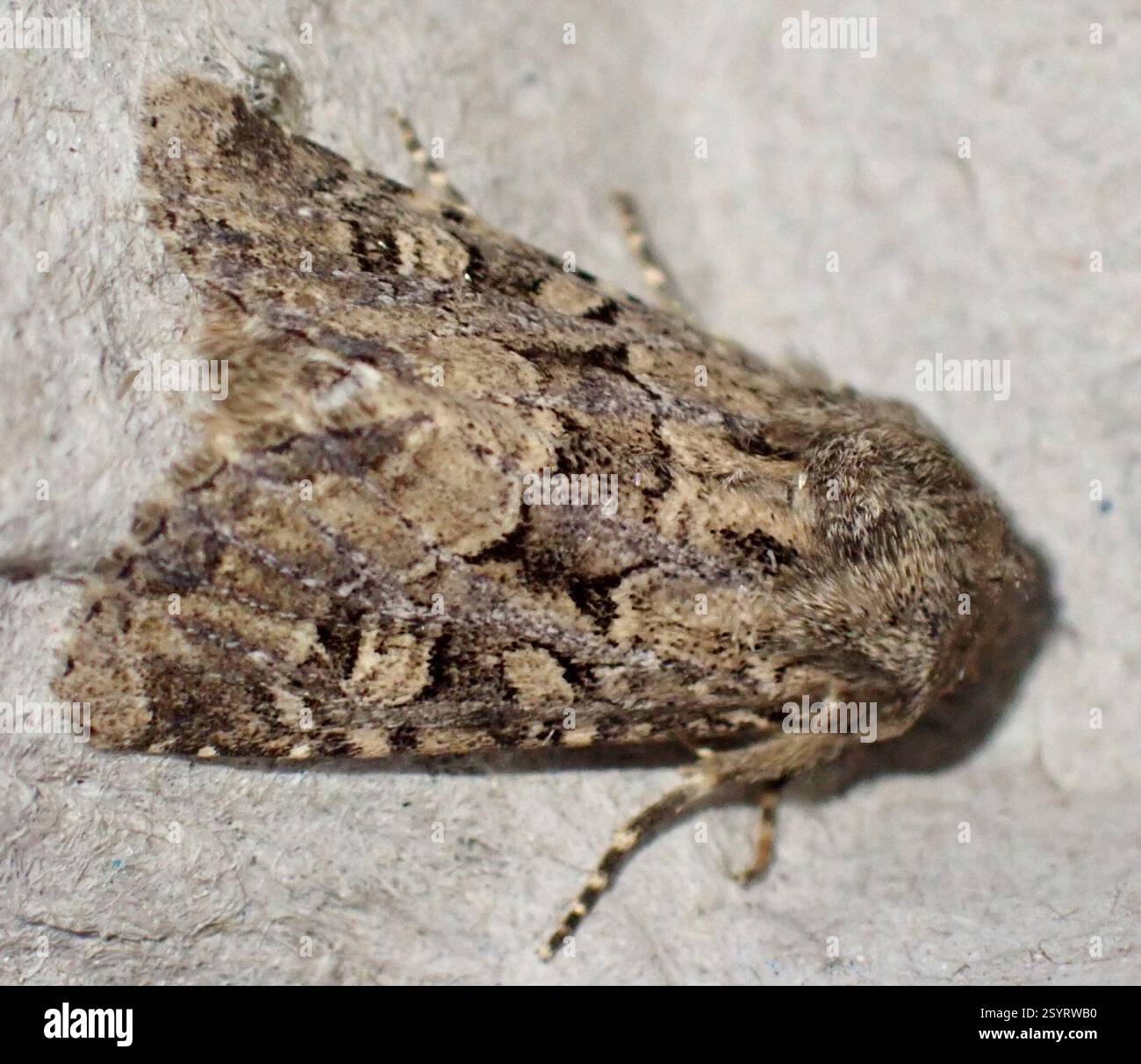 Rustique à flond (Luperina testacea), Insecta, Graafland, Groot-Ammers, Hollande méridionale, NL Banque D'Images