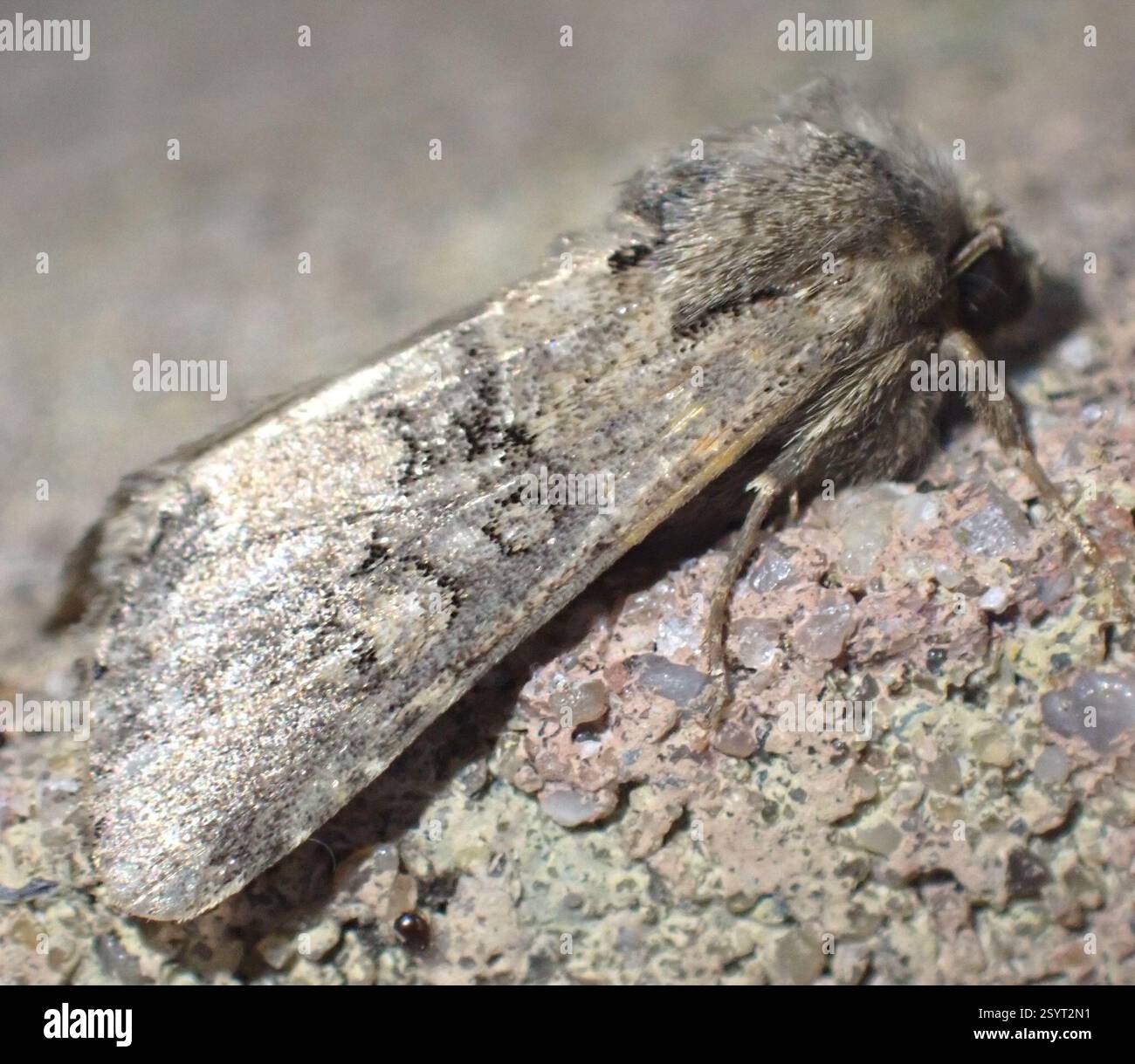 Rustique à flond (Luperina testacea), Insecta, Graafland, Groot-Ammers, Hollande méridionale, NL Banque D'Images