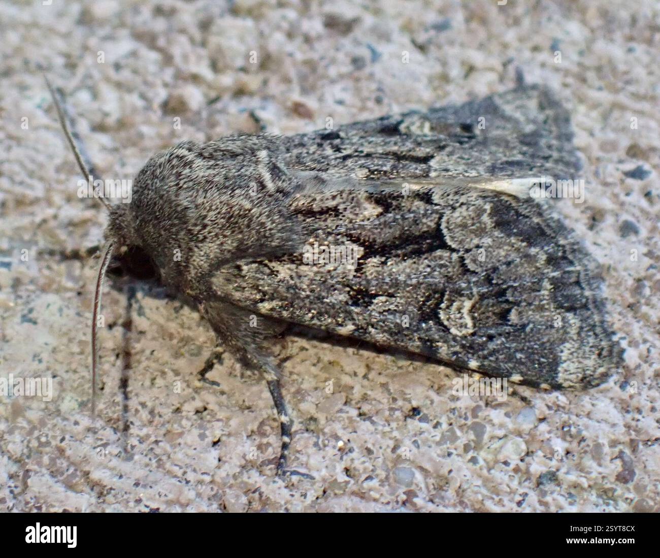 Rustique à flond (Luperina testacea), Insecta, Graafland, Groot-Ammers, Hollande méridionale, NL Banque D'Images