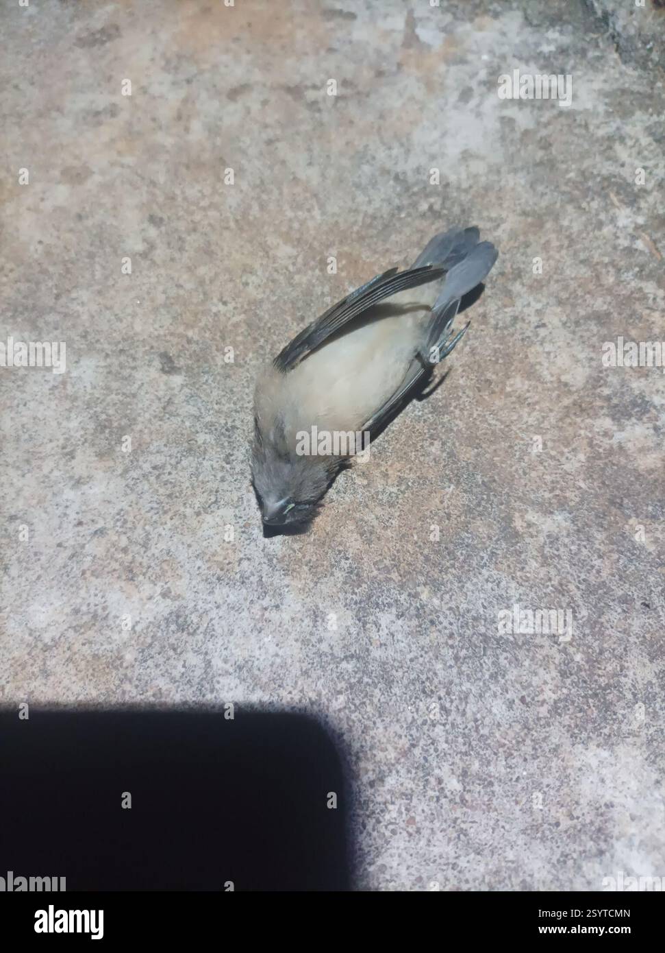 Mannikin de bronze (Spermestes cucullata), Aves, Chuo cha Ualimu Vikonje, Tansania, probablement un cordon bleu juvénile Banque D'Images