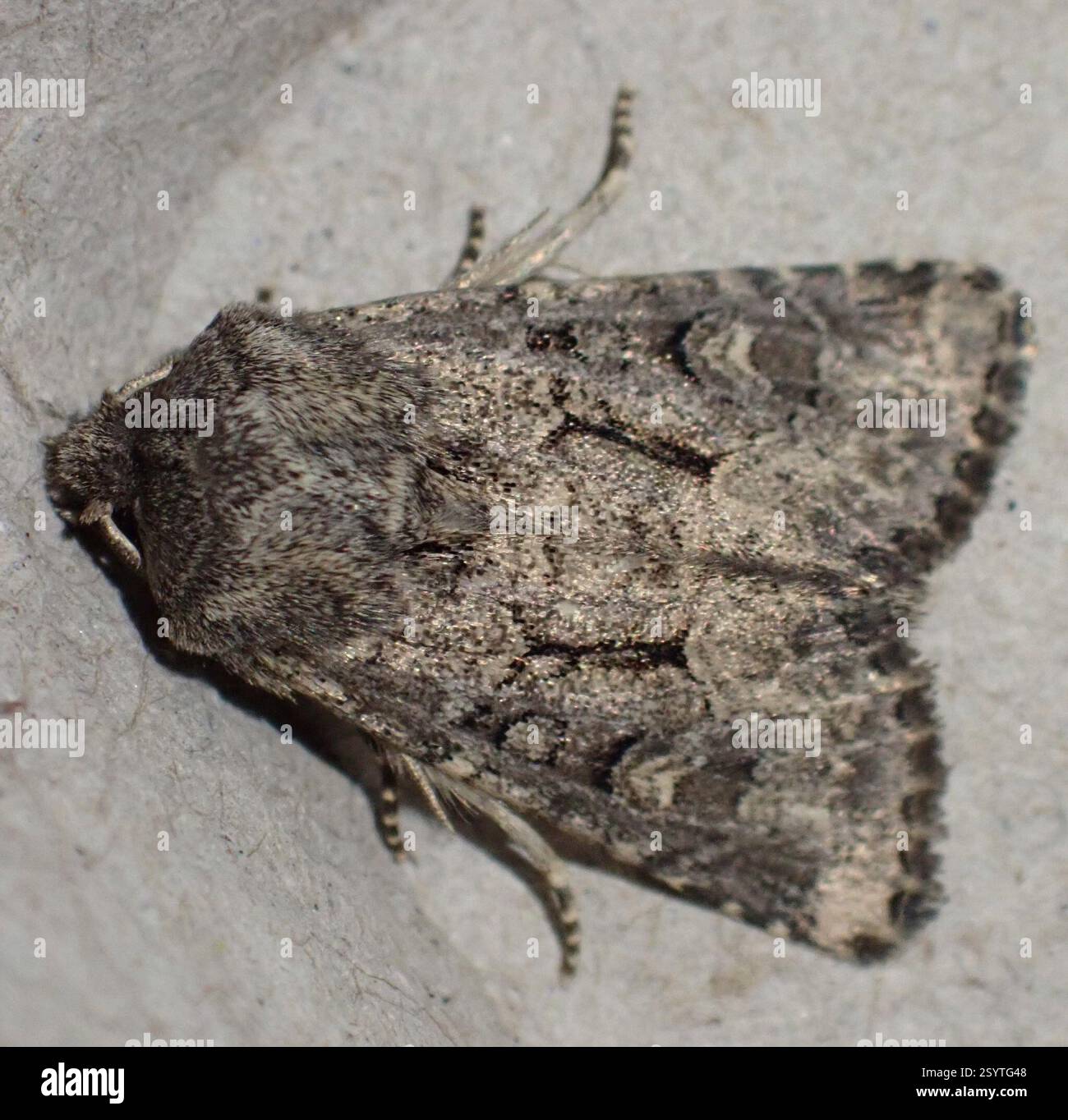 Rustique à flond (Luperina testacea), Insecta, Graafland, Groot-Ammers, Hollande méridionale, NL Banque D'Images