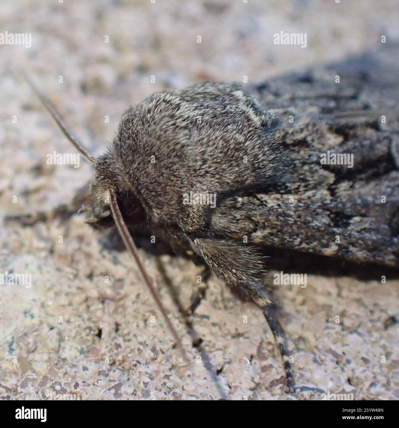Rustique à flond (Luperina testacea), Insecta, Graafland, Groot-Ammers, Hollande méridionale, NL Banque D'Images
