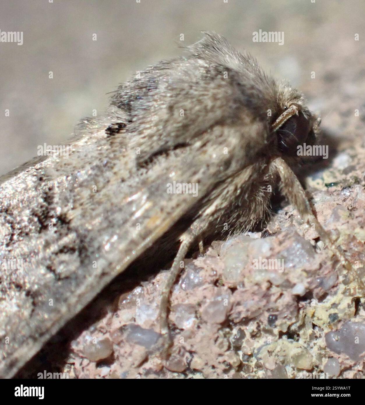 Rustique à flond (Luperina testacea), Insecta, Graafland, Groot-Ammers, Hollande méridionale, NL Banque D'Images