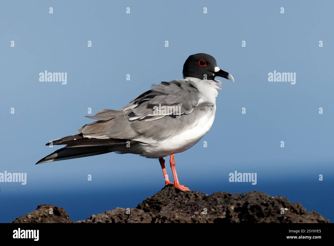 Goéland à queue d'hirondelle (Creagrus furcatus) perché sur un rocher surplombant l'océan Pacifique - Plazas, îles Galapagos Banque D'Images