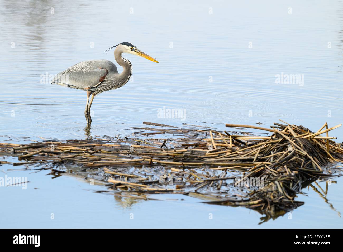 Great Blue Heron Ardea herodias debout dans l'eau profonde de la cheville avec des roseaux en hiver Banque D'Images