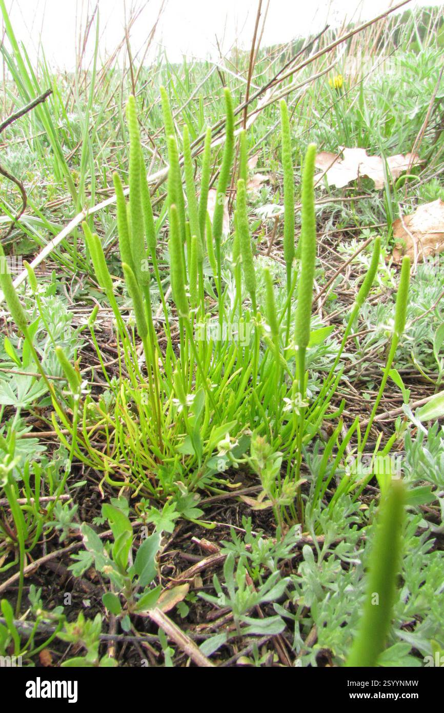 Petite queue de mousette (Myosurus minimus), Plantae, Малосердобинский р-н, Пензенская обл., Россия Banque D'Images