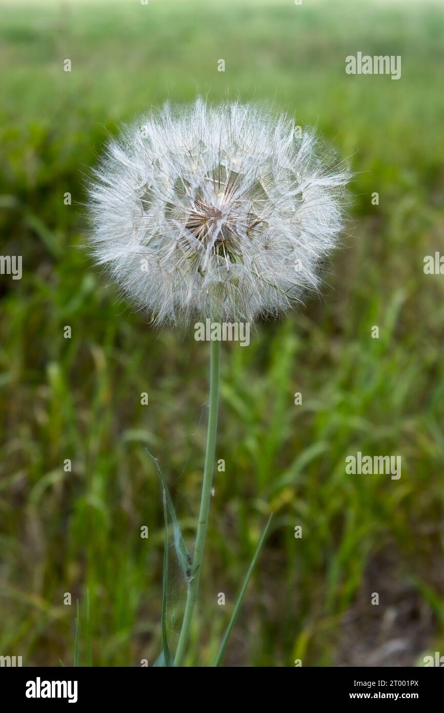 Le pissenlit est à la graine. Banque D'Images