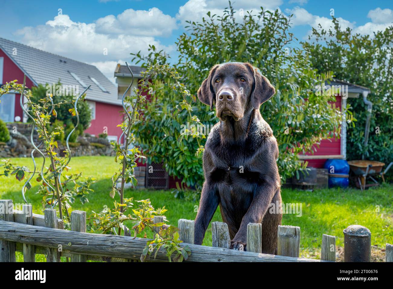 Un chien regarde la clôture Banque D'Images