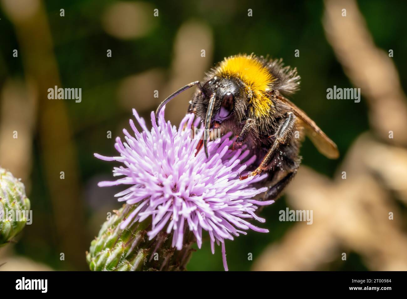 Un aperçu d'une abeille occupée Banque D'Images