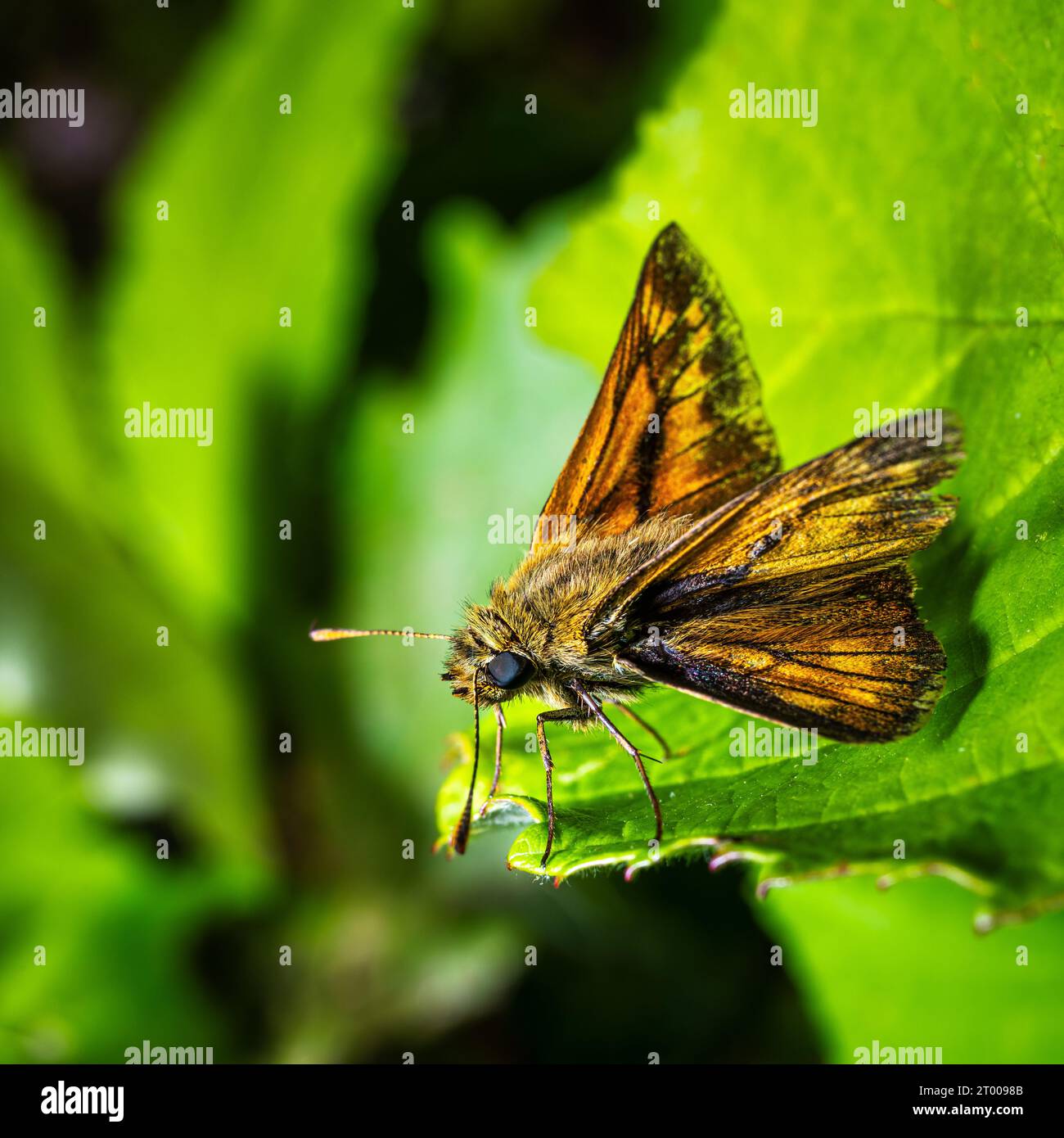 Une macro d'un papillon à tête épaisse Banque D'Images