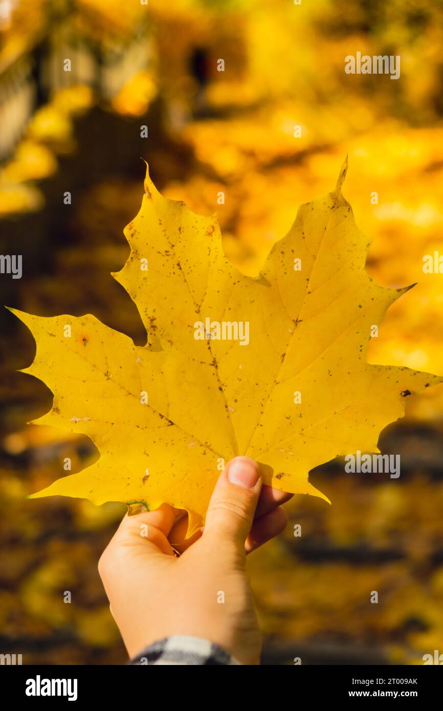 Femme tenant la feuille jaune d'érable d'automne à côté de la nature d'automne. Unissez-vous avec la nature cottagecore Mindfulness et détendez-vous, être Banque D'Images