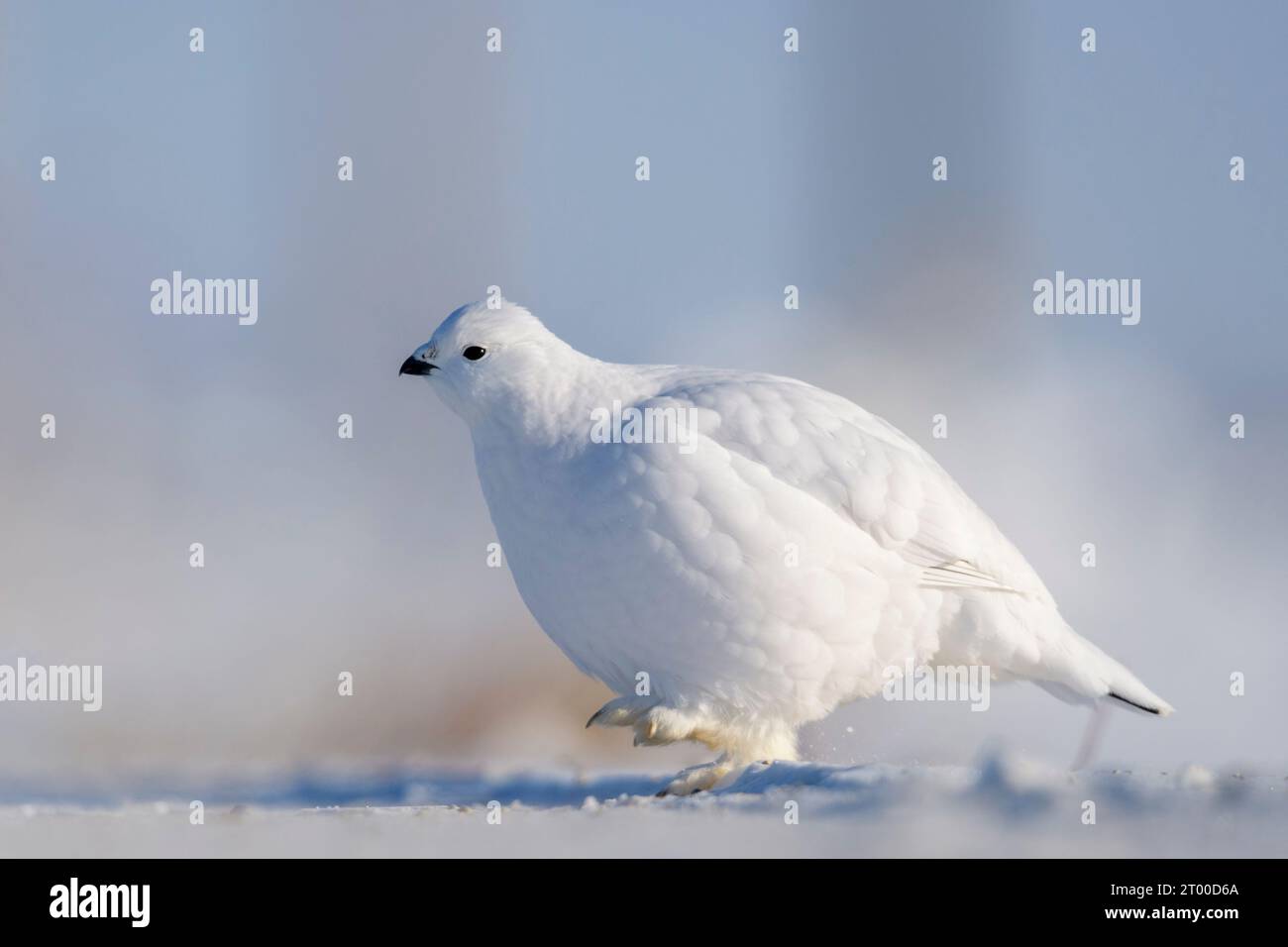 Saule Ptarmigan (Lagopus lagopus), marche dans la neige, Churchill, Manitoba, Canada. Banque D'Images