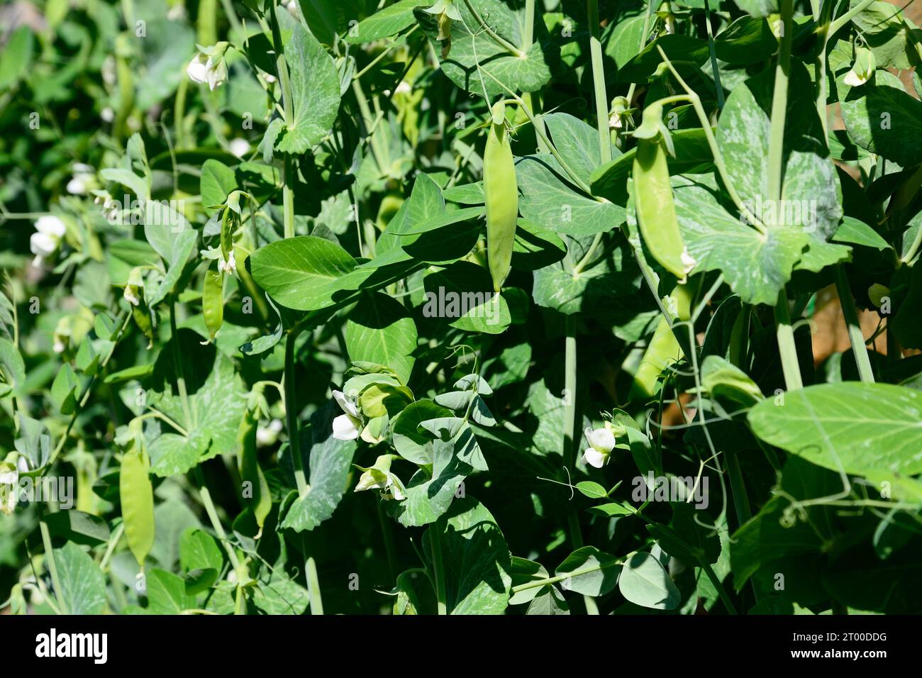 Les plantes de mangetout fructifient au printemps/été, Somerset, Royaume-Uni, Europe Banque D'Images