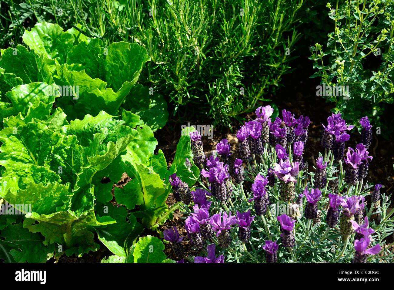 Laitue croustillante à la menthe (romaine) avec lavande française à droite et romarin et origan à l'arrière, Chard, Somerset, Royaume-Uni, Europe Banque D'Images