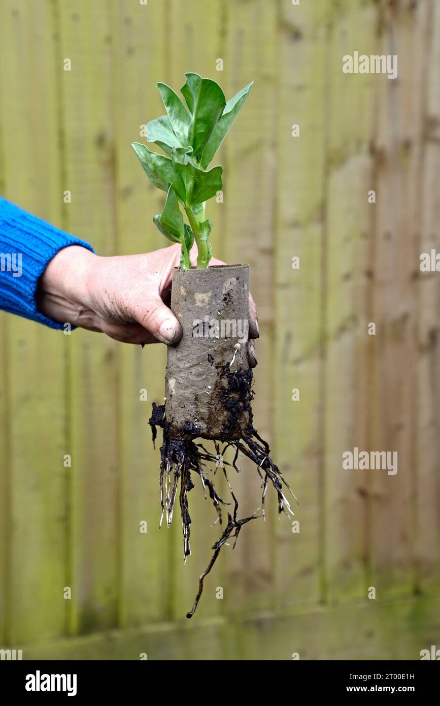 Semis de haricots larges poussant dans un rouleau de papier toilette en carton avec des racines visibles prêtes à être plantées, Somerset, Royaume-Uni, Europe Banque D'Images