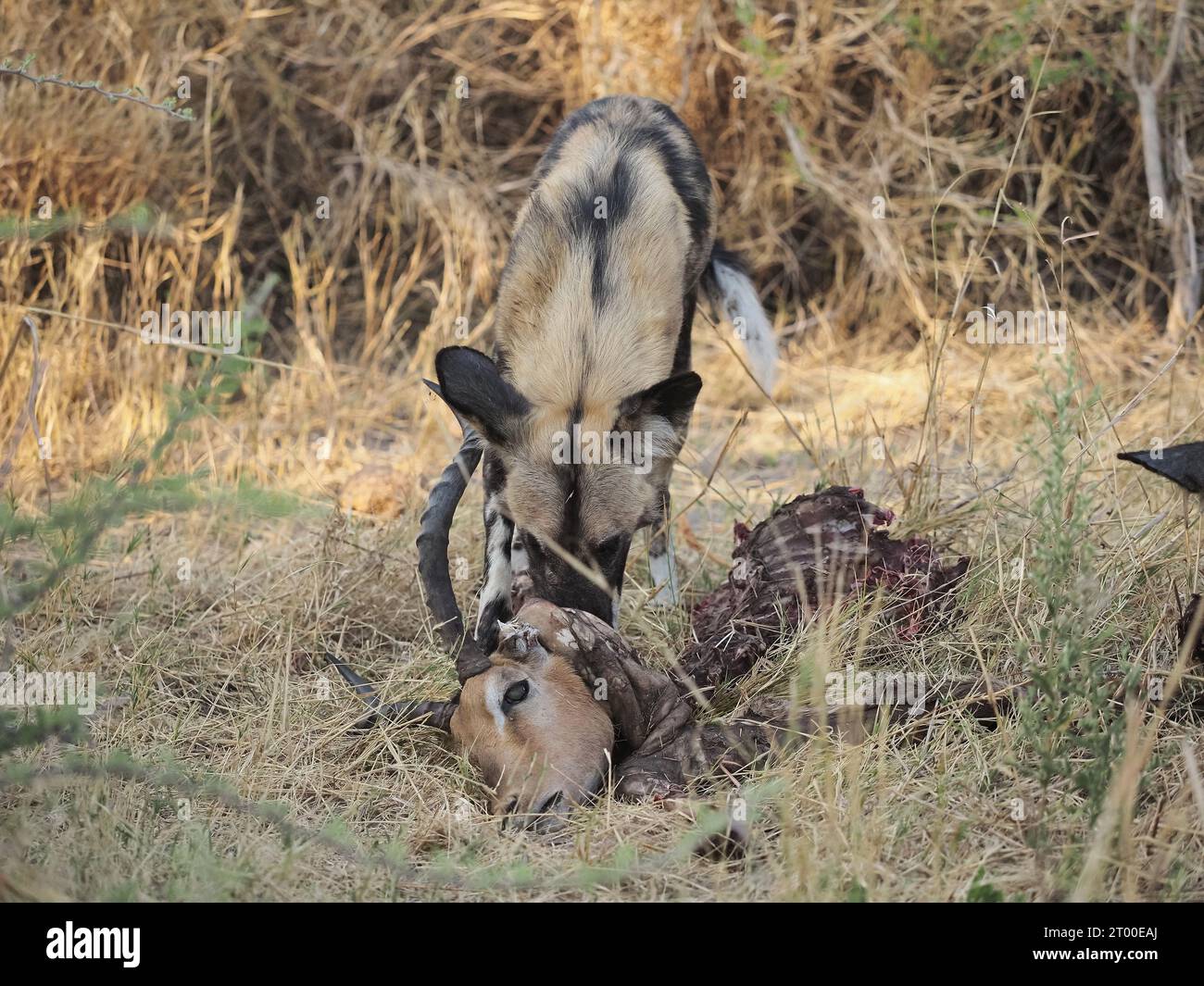 Cette meute d'un minimum de 8 chiens sauvages avait tué et dévoré un impala en environ 20 minutes. Banque D'Images