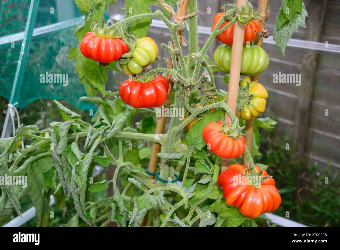 Tomates Costoluto Fiorentino poussant sur la vigne dans une serre, Royaume-Uni, Europe, Banque D'Images