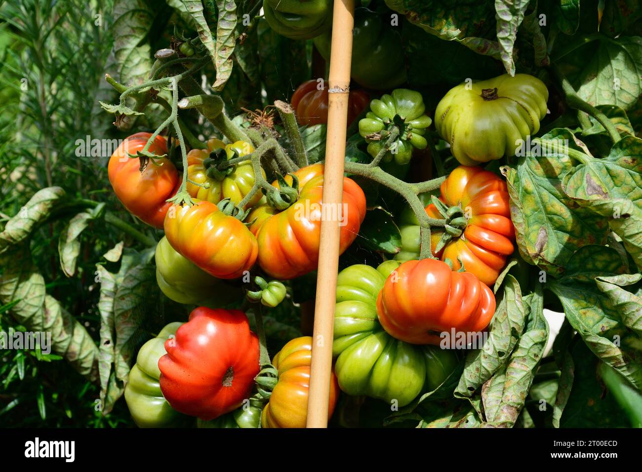 Costoluto Fiorentino tomates poussant sur la vigne dans une parcelle de légumes de jardin, Royaume-Uni, Europe, Banque D'Images