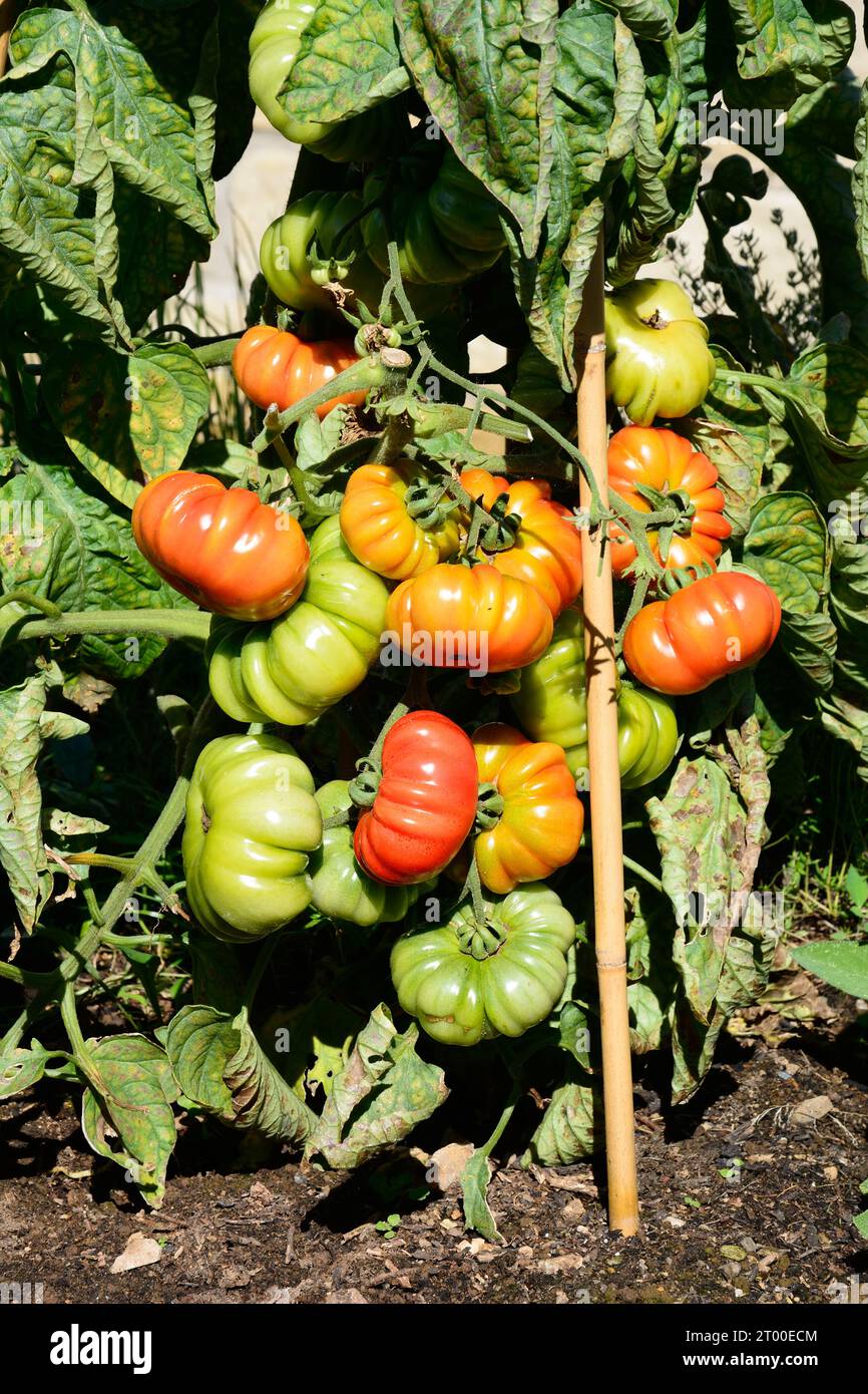 Costoluto Fiorentino tomates poussant sur la vigne dans une parcelle de légumes de jardin, Royaume-Uni, Europe, Banque D'Images