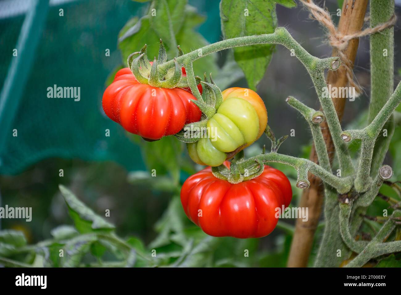 Tomates Costoluto Fiorentino poussant sur la vigne dans une serre, Royaume-Uni, Europe, Banque D'Images