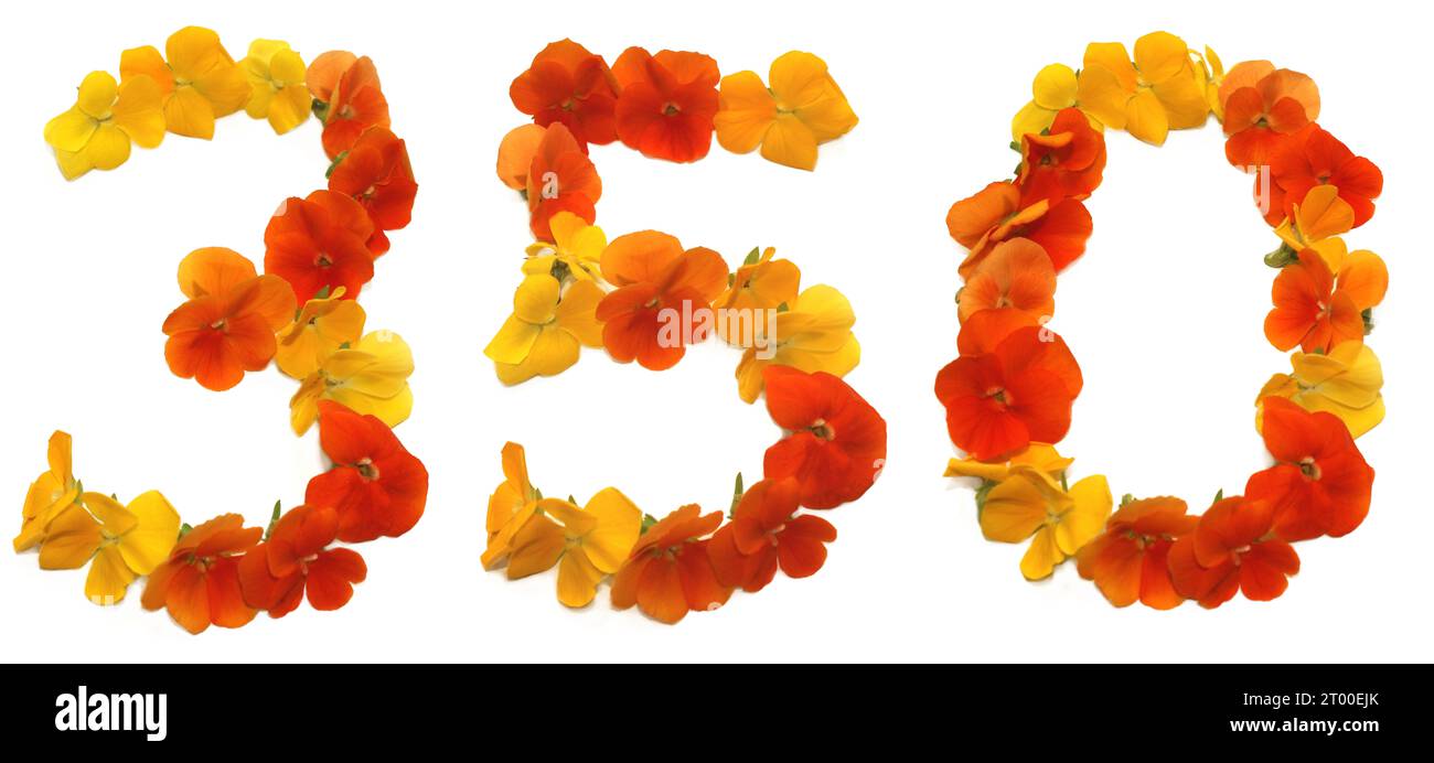 nombre fabriqué à partir de fleurs jaunes, orange, rouges fraîchement cueillies. isolé sur fond blanc pour fête d'anniversaire, anniversaire, 350, 3, 5, 0 Banque D'Images