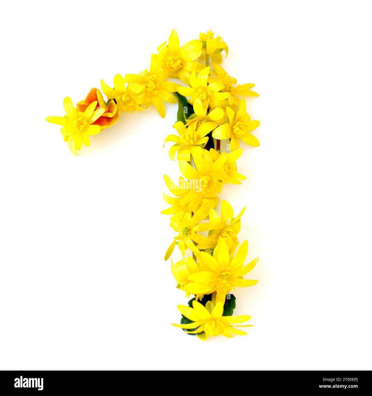 numéro fait à partir de fleurs jaunes, orange fraîchement cueillies. isolé sur fond blanc pour fête d'anniversaire, anniversaire, dix, un, zéro, 10, 1, 0 Banque D'Images