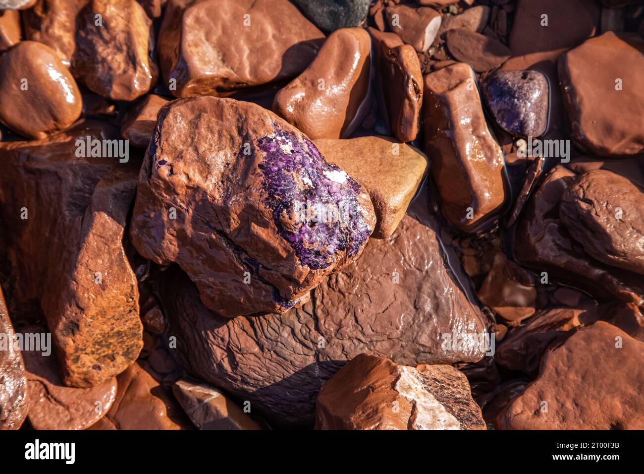 Améthystes crues sur les rives de la mer Blanche. Péninsule de Kola. Arrière-plan naturel. Banque D'Images