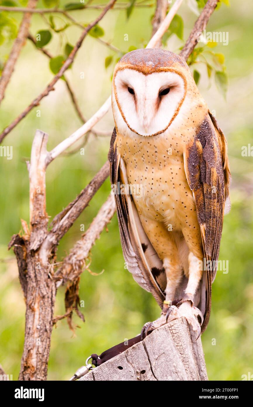 Effraie des clochers Banque D'Images