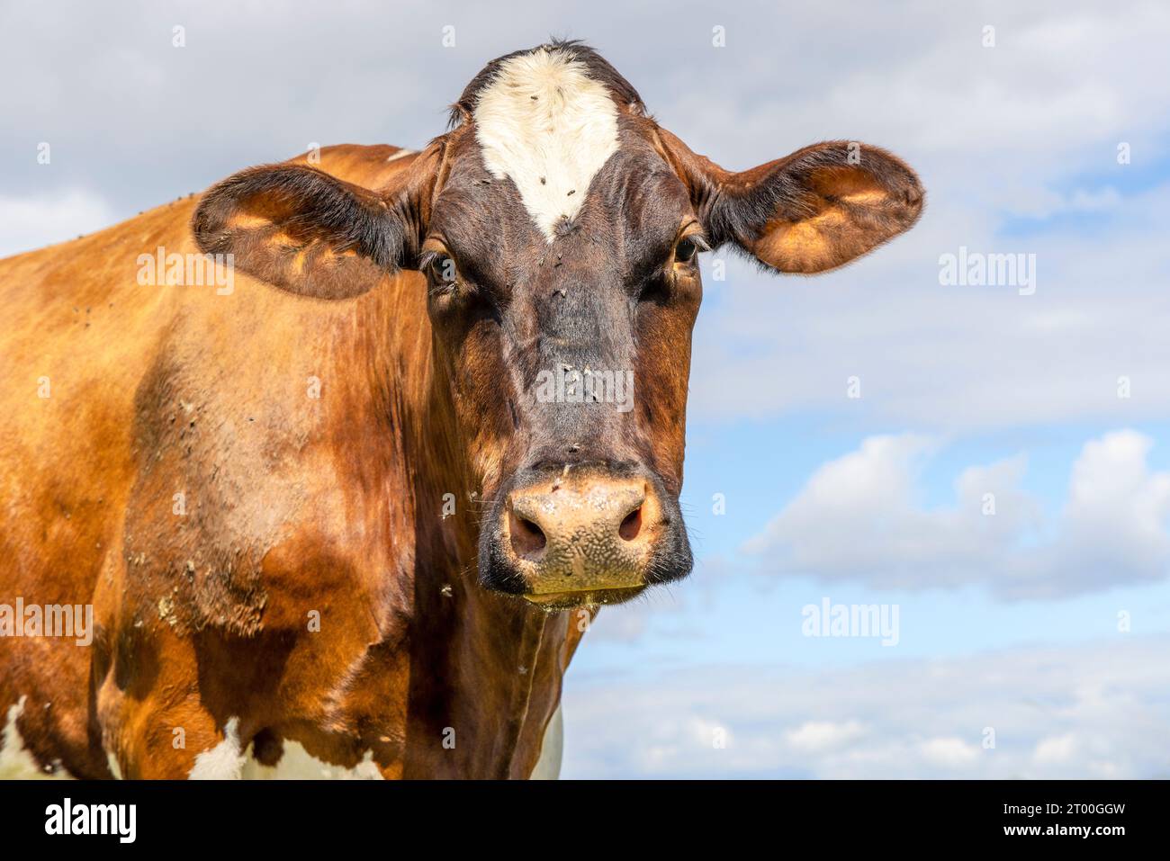 Regardant vache rouge et marron, portrait doux amical, devant un ciel nuageux bleu Banque D'Images