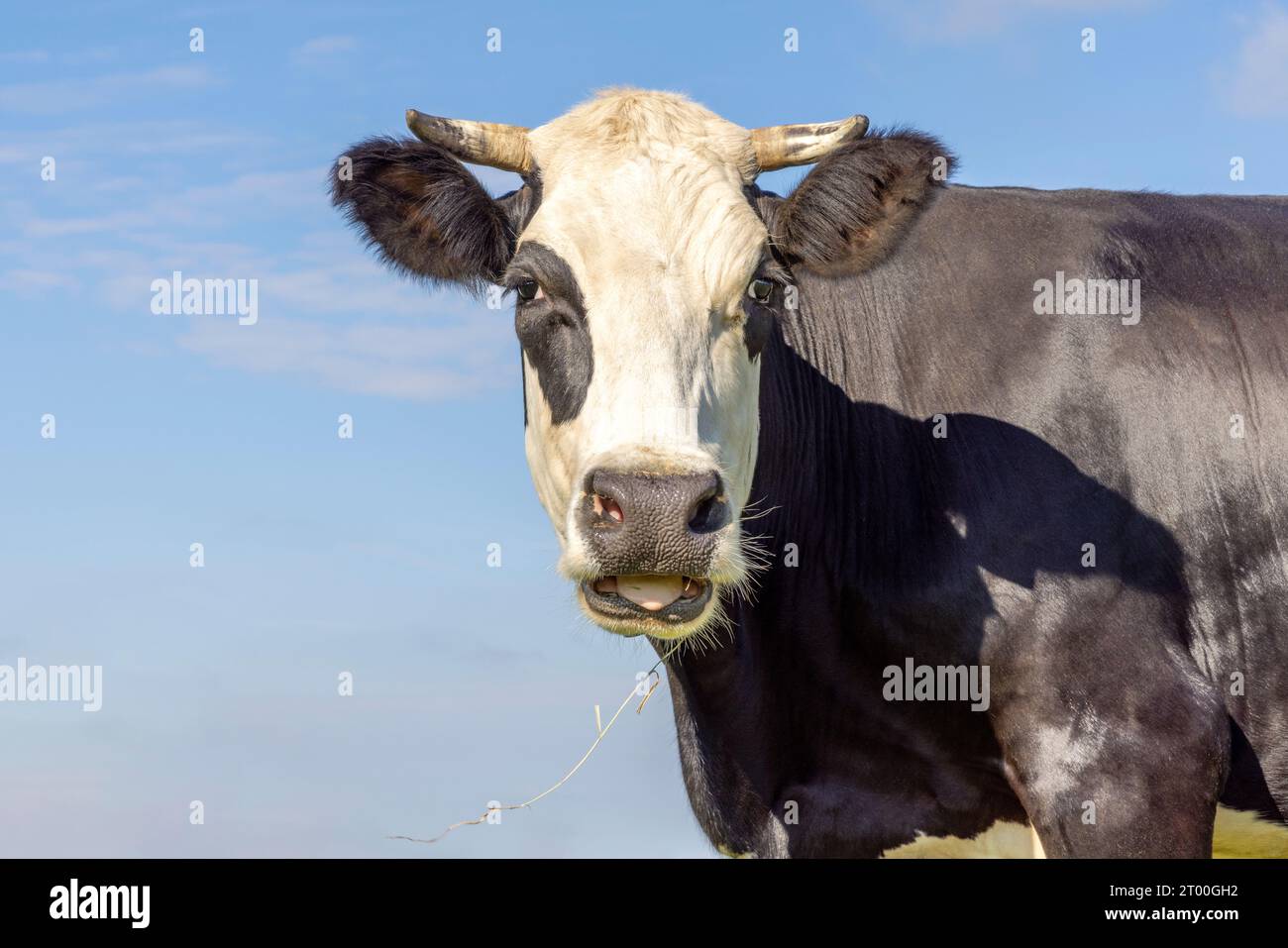Portrait de vache noir et blanc, bouche ouverte disant moo, cornes et regardant la caméra Banque D'Images