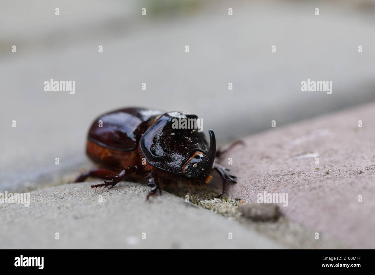 Le rhinocéros européen dans la nature. Insecte vivant dans le jardin Banque D'Images