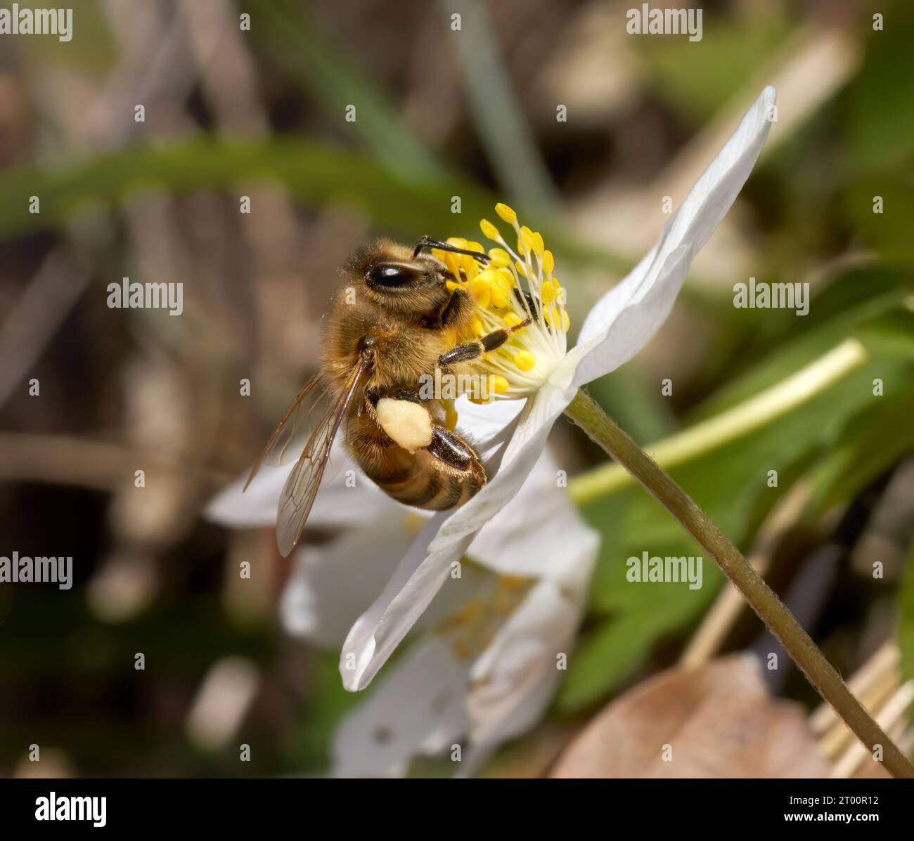 Abeille (abeille à miel de l'Ouest - Apis mellifera) avec panier à pollen rempli collectant le pollen sur une anémone de bois Banque D'Images
