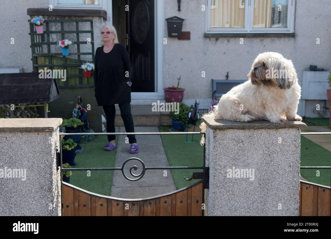 Chien regardant le village Box Parade passer. Septembre 2023 Cockenzie et Port Seton, East Lothian, Écosse. ANNÉES 2020 ROYAUME-UNI HOMER SYKES Banque D'Images