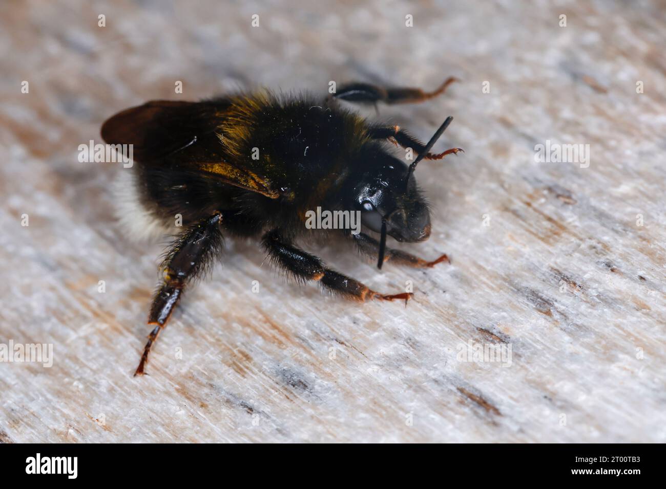 Gartenhummel, Garten-Hummel, Dunkle Form, Bombus hortorum, Megabombus hortorum, petit bourdon de jardin, bourdon de jardin, petit bourdon de jardin, le Banque D'Images