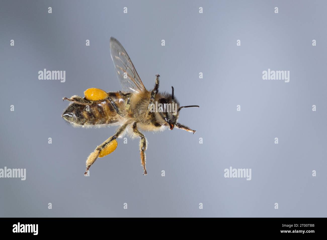 Honigbiene, Honig-Biene, Europäische Honigbiene, Westliche Honigbiene, Flug, Fliegend, Pollenhöschen, Biene, Bienen, Apis mellifera, Apis mellifica, h Banque D'Images