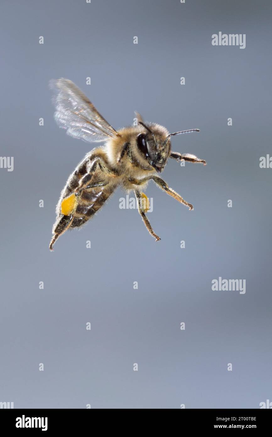 Honigbiene, Honig-Biene, Europäische Honigbiene, Westliche Honigbiene, Flug, Fliegend, Pollenhöschen, Biene, Bienen, Apis mellifera, Apis mellifica, h Banque D'Images