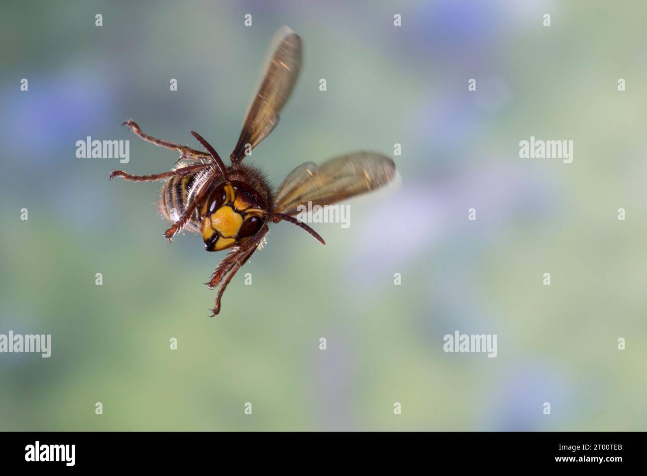 Hornisse, Hornissen, Flug, fliegend, Vespa crabro, hornet, hornets, brown hornet, hornet, vol, vol, le frelon européen Banque D'Images