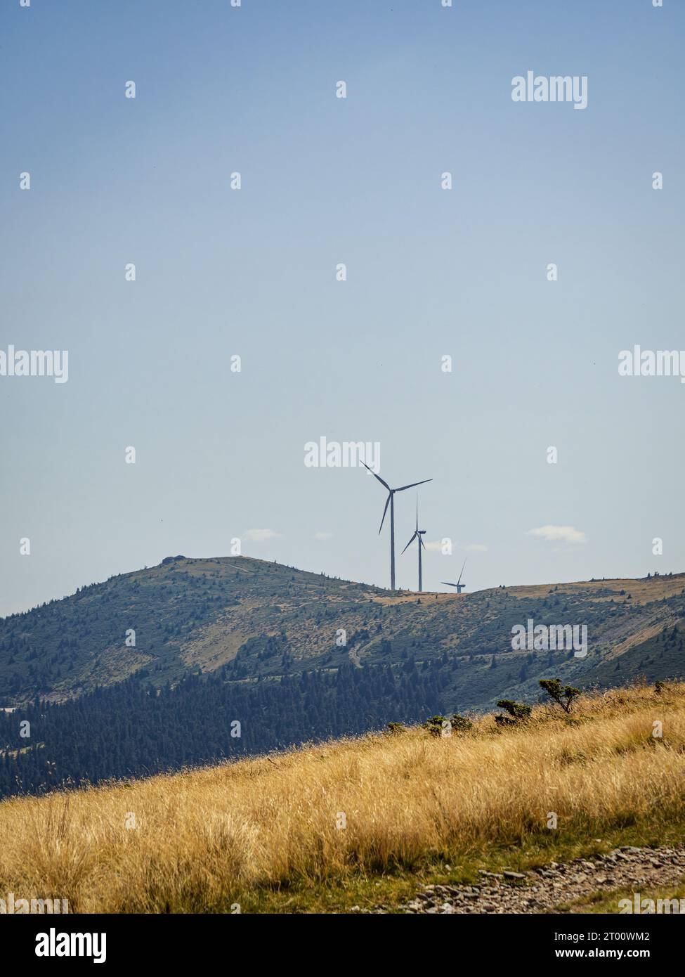 Éoliennes sur une colline dorée pendant l'été, énergie renouvelable verte, production d'électricité dans les montagnes de Bihor, Transylvanie, Roumanie Banque D'Images